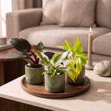Baby Philodendron avec cache-pots Linnea olive - Pink Princess, White Princess et Neon - lot de 3