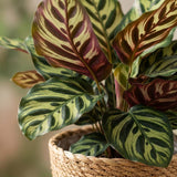 Calathea Makoyana – Plante paon | Pot 19 cm