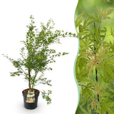 Érable du Japon Metamorphosa - H 90 cm, pot Ø26 cm