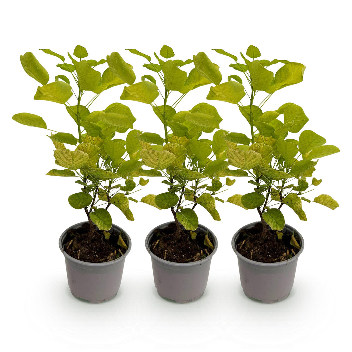 Cotinus coggyria Golden Spirit – Lot de 3 – Pot 12 cm