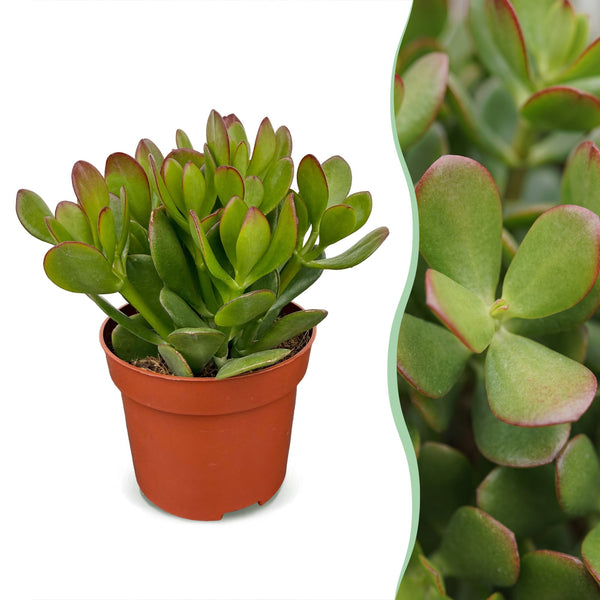 Arbre de jade - Crassula ovata - H 16 cm, pot Ø12 cm - photo 7