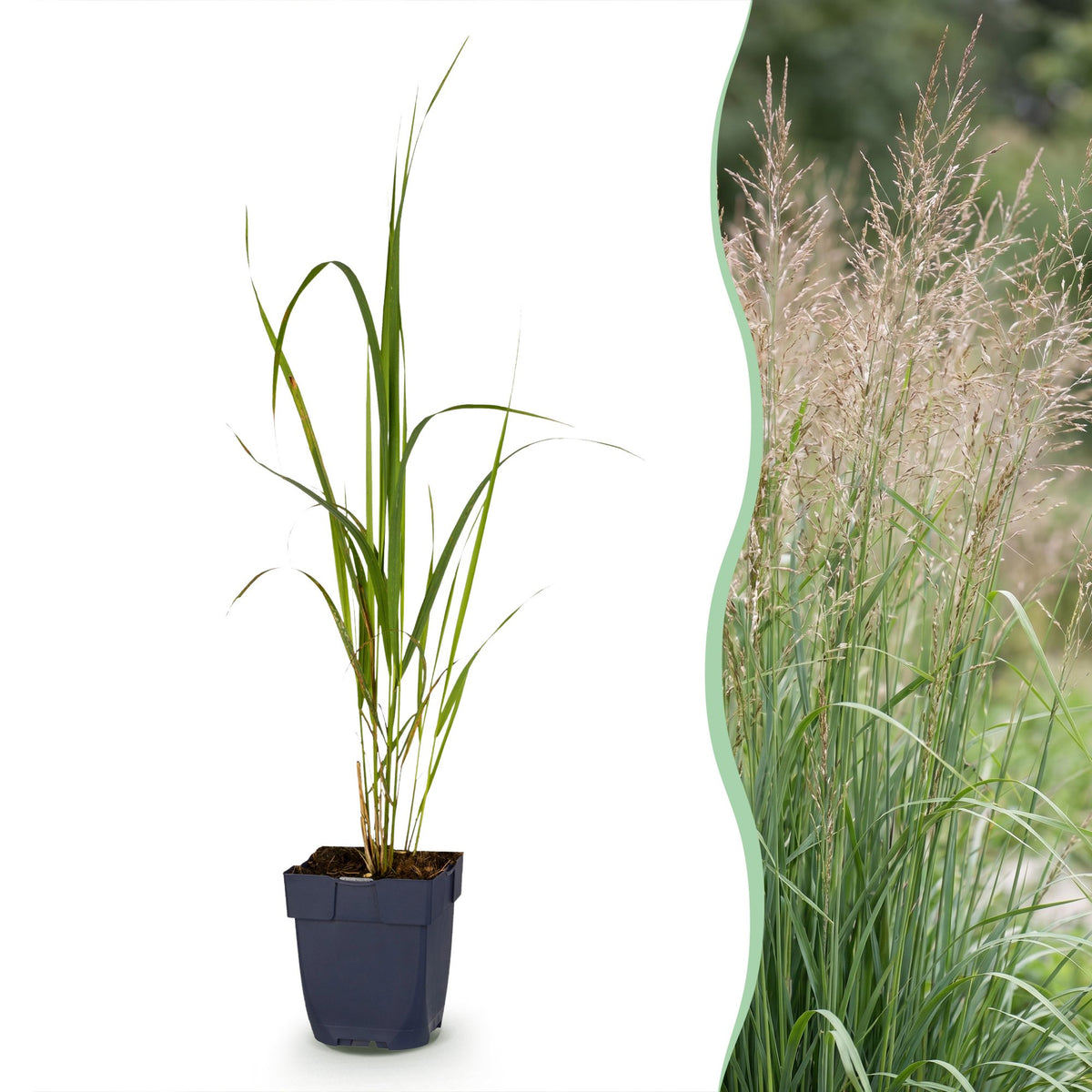 Molinie Karl Foerster - Molinia arundinacea - H 15-25 cm, pot Ø11 cm - photo 15