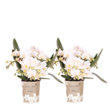 Orchidées Phalaenopsis blanches Botanic Nazaré - lot de 2 ou 4 - pot Ø9 cm