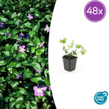 Grande pervenche en godet - Vinca major - H 10-25 cm, pot Ø9 cm