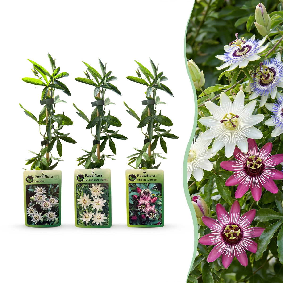 Passiflores tricolores - lot de 12 plants - pot Ø9 cm