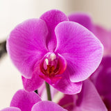 Orchidée Phalaenopsis violette Niagara Fall Free Ride