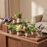 Baby plantes surprise - lot de 3 à 12 mini plantes tropicales - pot Ø6 cm - photo 3