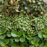 Baby Peperomia - Hope, Pepperspot et prostrata - lot de 3