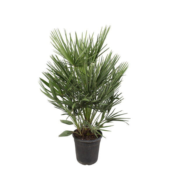 Palmier nain - Chamaerops humilis