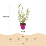 Saule crevette Flamingo - H 40-50 cm, pot Ø17 cm