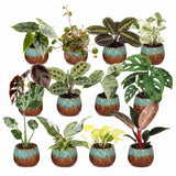 Box surprise baby plantes tropicales - lot de 12 mini plantes avec cache-pots cuivre