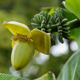 Bananier du Japon - Musa basjoo - 6 plants - H 30 cm, pot Ø12 cm