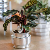 Orchidée Phalaenopsis blanche Mineral Amabilis et succulente - coffret Allure Shiny argent - pot Ø9 cm