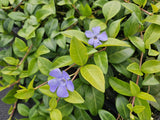 Petite pervenche La Grave en godet - Vinca minor - H 10-25 cm, pot Ø9 cm - photo 6