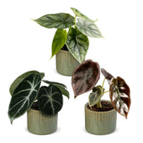 Baby Alocasia Tricolour avec cache-pots Linnea olive - lot de 3 mini plantes