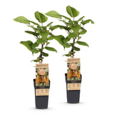 Kiwi Hayward femelle - Actinidia deliciosa - 2 plants - H 50 cm, pot Ø15 cm