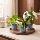 Baby Alocasia Tricolour Variegata avec cache-pots Linnea bleu brume - lot de 3 mini plantes