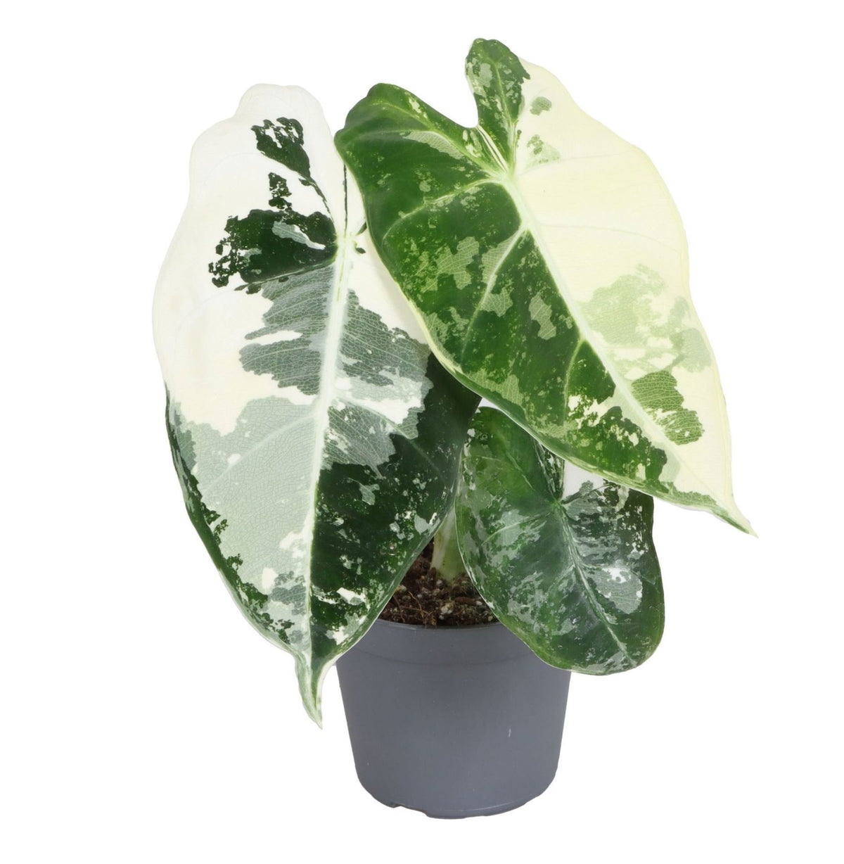 Mini Alocasia Frydek panachée - Alocasia micholitziana - H 12 cm, pot Ø6 cm