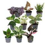 Baby plantes surprise - lot de 3 à 12 mini plantes tropicales - pot Ø6 cm - photo 2