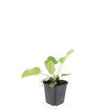 Phlomis russeliana en godet - Phlomis de Russell - H 10-25 cm, pot Ø9 cm - photo 5