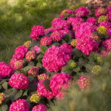 Hortensia Endless Summer Summer Love Red - Hydrangea macrophylla - H 20-25 cm, pot Ø14 cm