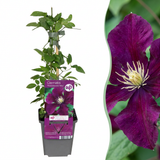 Clématite Warszawska Nike - 2 plants