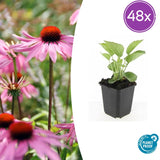 Échinacée pourpre Magnus en godet - Echinacea purpurea - H 10-25 cm, pot Ø9 cm
