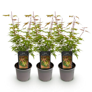 Acer palmatum Phoenix – Lot de 3 – Pot 12 cm