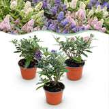 Buddleia nain Butterfly Candy en mélange - H 20-25 cm, pot Ø12 cm