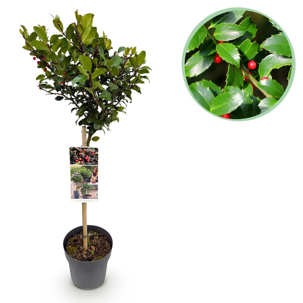Houx Blue Maid sur tige - Ilex meserveae