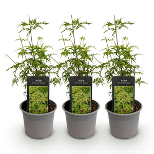 Erable du Japon Seiryu – Lot de 3 – Hauteur 35 cm