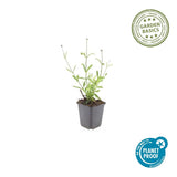 Verveine de Buenos Aires Lollipop en godet - Verbena bonariensis - H 10-25 cm, pot Ø9 cm - photo 2