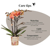 Orchidée Phalaenopsis orange Mineral Bolzano et succulente - coffret Tree - pot Ø9 cm