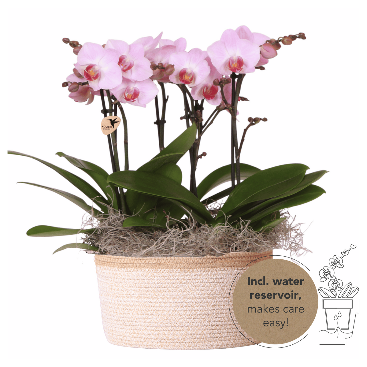 Orchidées Phalaenopsis roses Mineral Antwerpen - bouquet de 3 en panier Cotton - pot Ø9 cm