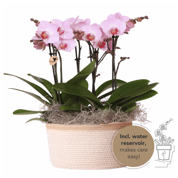 Orchidées Phalaenopsis roses Mineral Antwerpen - bouquet de 3 en panier Cotton