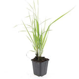Calamagrostis Karl Foerster en godet - Calamagrostis x acutiflora - H 10-25 cm, pot Ø9 cm - photo 2