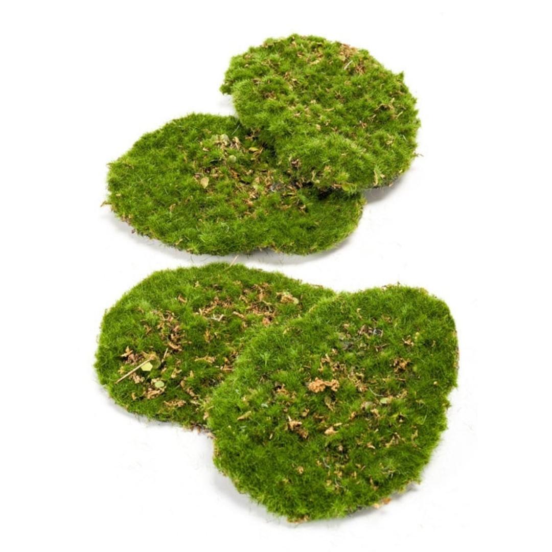 Mousse Plate plante artificielle