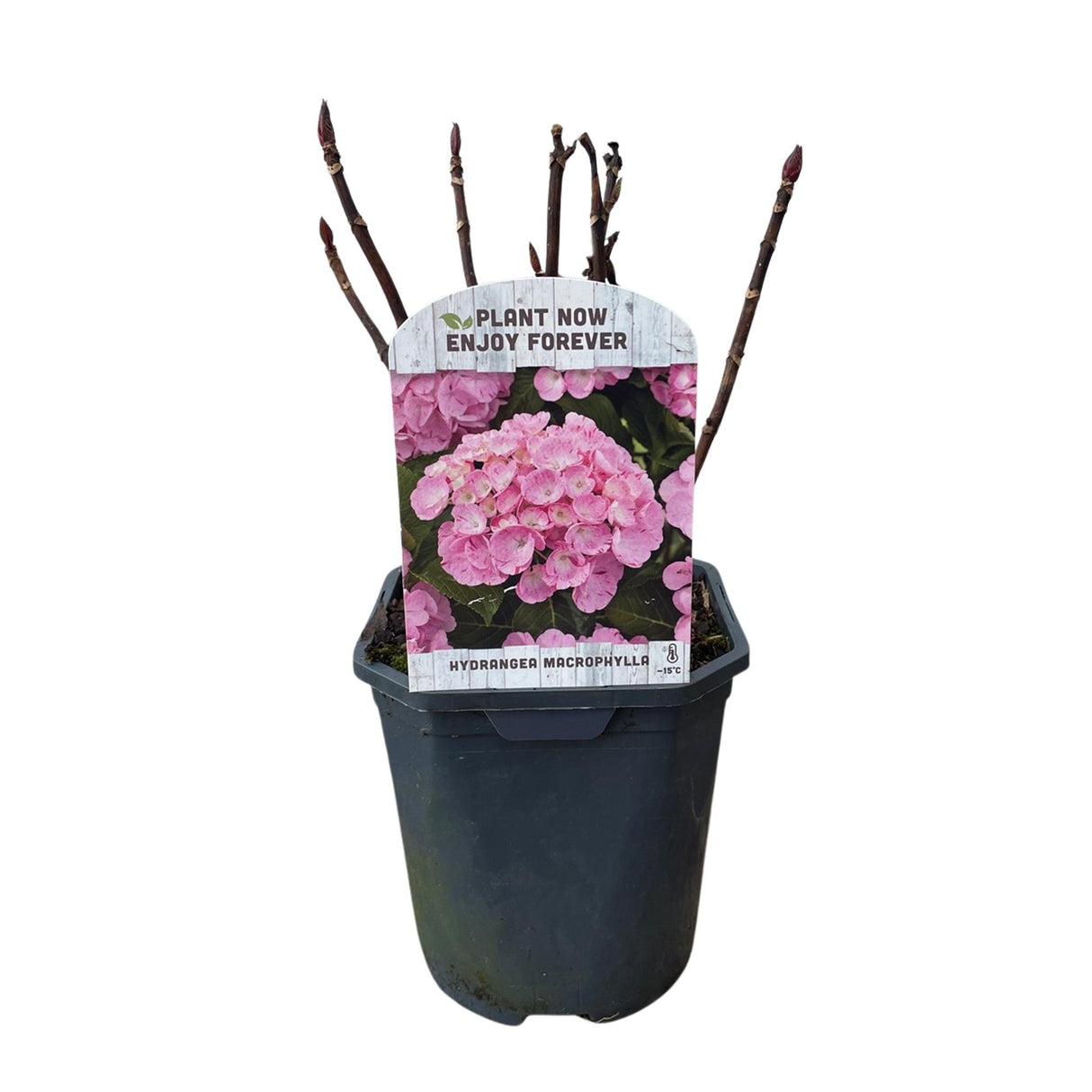 Hortensia Rose – Lot de 3 – Pot 17 cm – Hauteur 30 cm