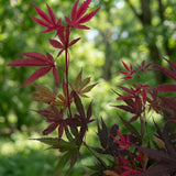 Érable du Japon Shaina - H 90 cm, pot Ø26 cm