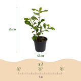 Cornouiller à fleurs de Floride - H 35 cm, pot Ø12 cm
