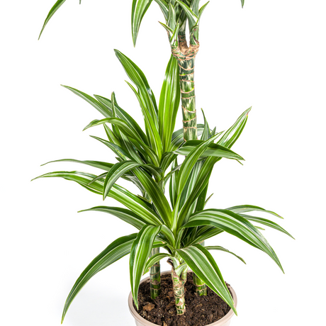Dracaena White Stripe