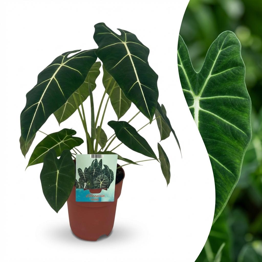 Alocasia Frydek – Oreille d'éléphant veloutée | Pot 19 cm