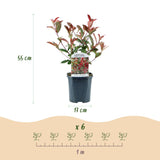 Photinia Carré Rouge - H 55 cm, pot Ø17 cm