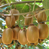 Kiwi Hayward femelle - Actinidia deliciosa - 2 plants - H 50 cm, pot Ø15 cm