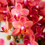 Orchidée Phalaenopsis rouge Blossom Congo et 2 succulentes - coffret Mellow noir