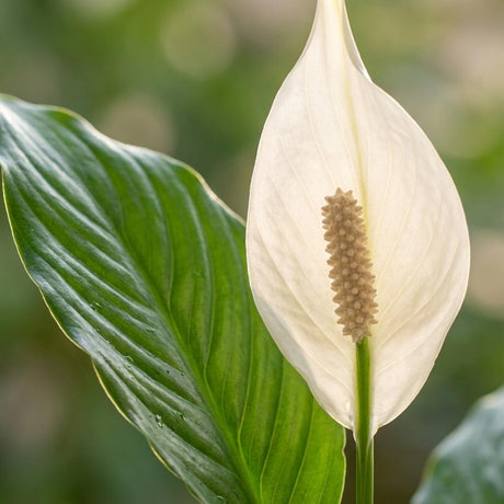 Spathiphyllum – Plante paix | Pot 19 cm, Hauteur 70-80 cm