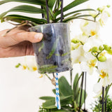 Orchidées Phalaenopsis blanches Botanic Nazare - bouquet de 3 en panier Cotton - pot Ø9 cm