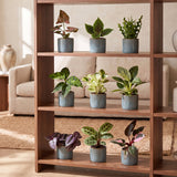 Baby plantes surprise avec cache-pots Linnea bleu brume - lot de 3, 6 ou 9 mini plantes tropicales - pot Ø6 cm - photo 4