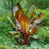 Bananier d'Abyssinie rouge Maurelii - Ensete ventricosum - 6 plants - H 40 cm, pot Ø17 cm