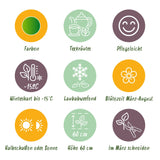Kit de vivaces aromatiques à tisane - 8 plants pour 1 m² - H 25 cm, pot Ø11 cm